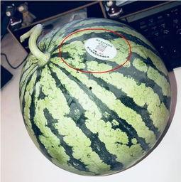 郴州网红吃瓜,揭秘背后真相与网络舆论风暴